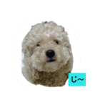 トマプー（個別スタンプ：1）