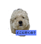 トマプー（個別スタンプ：3）