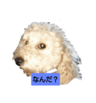 トマプー（個別スタンプ：4）