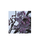 駿河の桜（個別スタンプ：1）