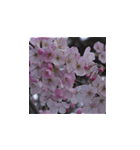 駿河の桜（個別スタンプ：2）