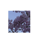 駿河の桜（個別スタンプ：3）