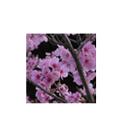 駿河の桜（個別スタンプ：4）