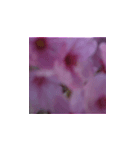駿河の桜（個別スタンプ：5）