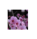 駿河の桜（個別スタンプ：6）