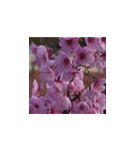 駿河の桜（個別スタンプ：7）