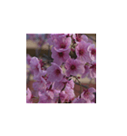 駿河の桜（個別スタンプ：8）
