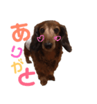 はなchan（個別スタンプ：8）