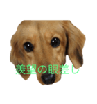 ダックスのいる生活（個別スタンプ：6）