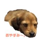ダックスのいる生活（個別スタンプ：7）