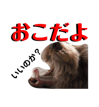 猛獣チョビちゃん①（個別スタンプ：1）