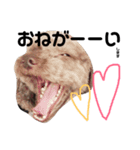 猛獣チョビちゃん①（個別スタンプ：3）