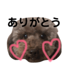 猛獣チョビちゃん①（個別スタンプ：8）