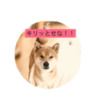 ルイくんのそこはかとない思い（個別スタンプ：3）