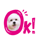おもちもちmochi（個別スタンプ：1）
