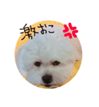 おもちもちmochi（個別スタンプ：5）