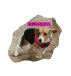 ビーグル犬チョコ（個別スタンプ：2）