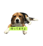 ビーグル犬チョコ（個別スタンプ：3）