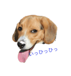 ビーグル犬チョコ（個別スタンプ：4）
