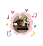 ビーグル犬チョコ（個別スタンプ：5）