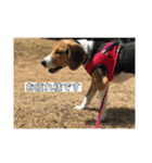 ビーグル犬チョコ（個別スタンプ：7）