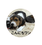 ビーグル犬チョコ（個別スタンプ：8）