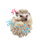 ハリボーの日常（個別スタンプ：2）