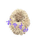 ハリボーの日常（個別スタンプ：3）