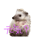 ハリボーの日常（個別スタンプ：7）