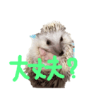 ハリボーの日常（個別スタンプ：8）