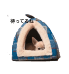 すむちーさん（個別スタンプ：4）