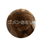 どんハチ（個別スタンプ：2）