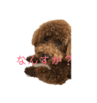 どんハチ（個別スタンプ：3）