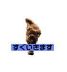 どんハチ（個別スタンプ：4）