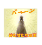 使える！仲良し猫のふわトラみけ（個別スタンプ：17）