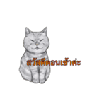 猫スタンプ【タイ語】（個別スタンプ：1）