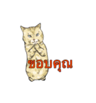 猫スタンプ【タイ語】（個別スタンプ：7）