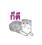 猫スタンプ【タイ語】（個別スタンプ：8）