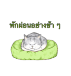 猫スタンプ【タイ語】（個別スタンプ：16）