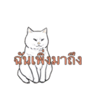 猫スタンプ【タイ語】（個別スタンプ：31）