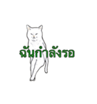 猫スタンプ【タイ語】（個別スタンプ：32）