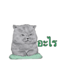 猫スタンプ【タイ語】（個別スタンプ：34）