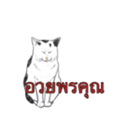 猫スタンプ【タイ語】（個別スタンプ：35）
