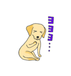 DOG 孔太くん1（個別スタンプ：11）