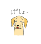 DOG 孔太くん1（個別スタンプ：13）
