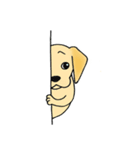 DOG 孔太くん1（個別スタンプ：15）