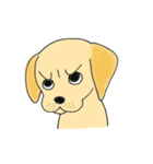 DOG 孔太くん1（個別スタンプ：16）