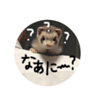フェレット＆ふぇれっと（個別スタンプ：2）