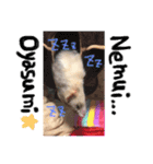フェレット＆ふぇれっと（個別スタンプ：3）