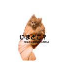 チャイのスタンプだよ（個別スタンプ：1）